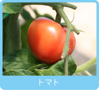 トマト