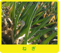 ネギ