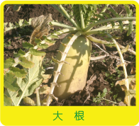 大根