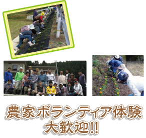 農家民宿ボランティア作業