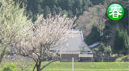山里の春（長老の里　新緑の山里）